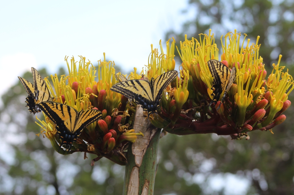 Flower of Parry's Agave with swallowtail butterflies